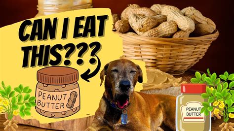 Can Dogs Eat Peanut Butter Should Senior Dogs Eat Natural Peanut