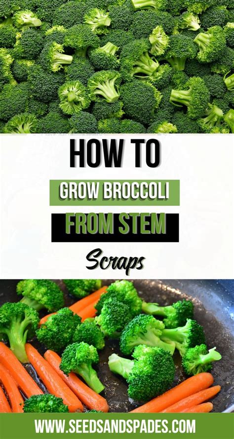 How To Grow Broccoli Complete Guide From Seed To Harvest Artofit