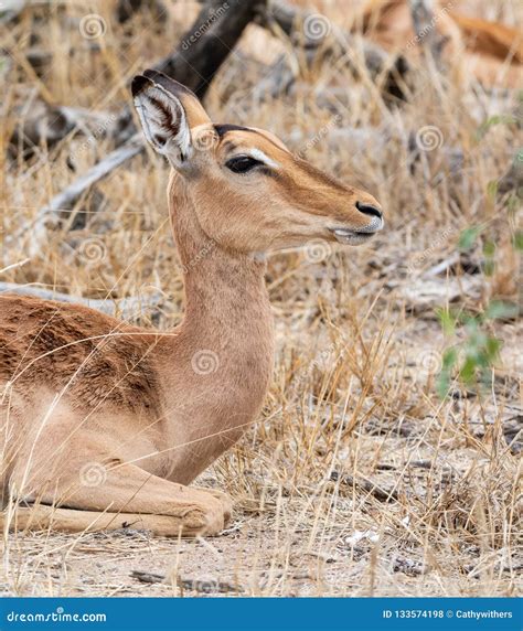 Female Impala stock photo. Image of ears, alert, dirt - 133574198