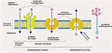 Biologia Molecular Funciones De La Membrana Celular