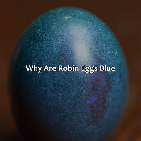 What Color Are Robin Eggs - colorscombo.com