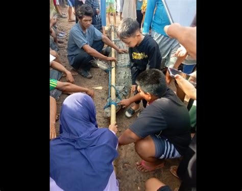 Buaya Berukuran 3 5 Meter Berhasil Ditangkap Langsung Dipamerkan Ke