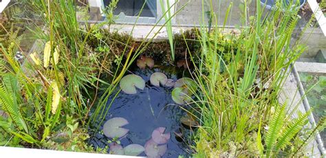 Quelle Profondeur De Bassin Pour Des Poissons Rouges Housekeeping