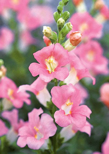 Antirrhinum Snapdragon F1 Chantilly™ Series American Takii