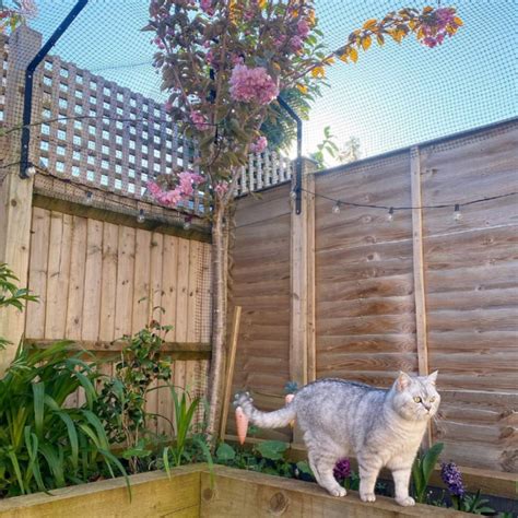 Extra Long Cat Fence Barrier Diy Cat Fence Protectapet