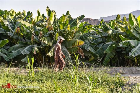 باغات موز در سیستان و بلوچستان تابناک Tabnak