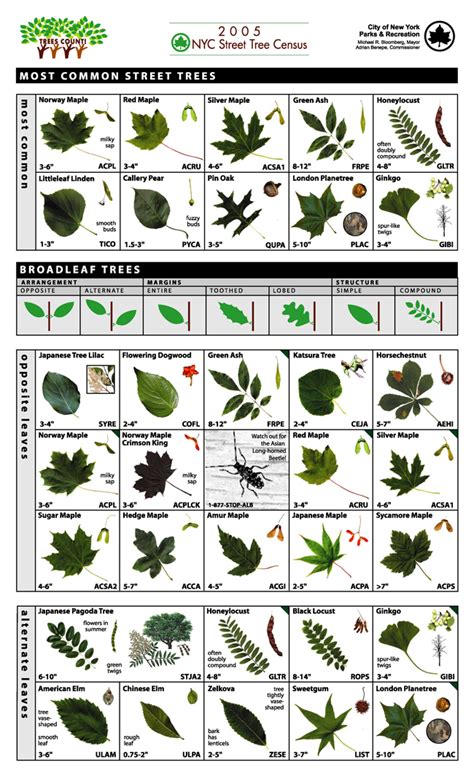 Printable Tree Identification Guide