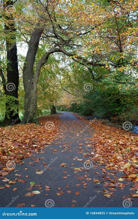 Pathway In The Autum Forest Royalty Free Stock Photo CartoonDealer