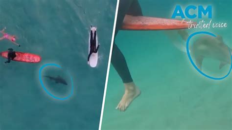 Drone Footage Captures Surfers Close Encounter With Shark Video