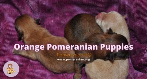 Orange Pomeranians, Red and Orange Sable Pomeranians