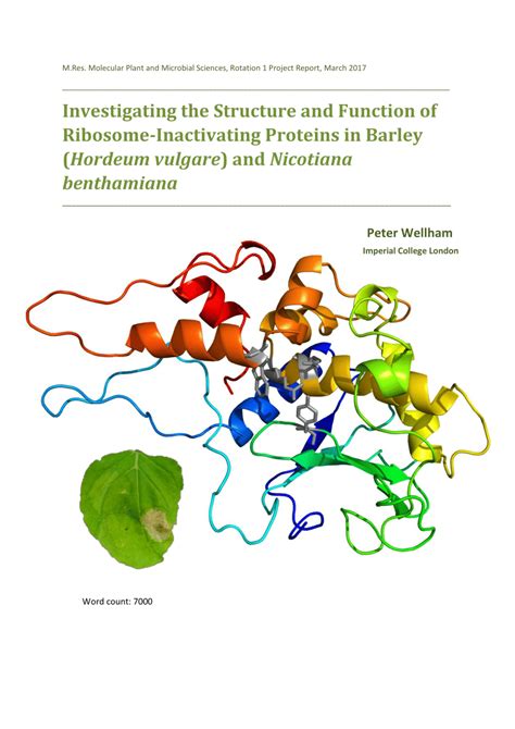 Pdf Investigating The Structure And Function Of Ribosome Inactivating Proteins In Barley