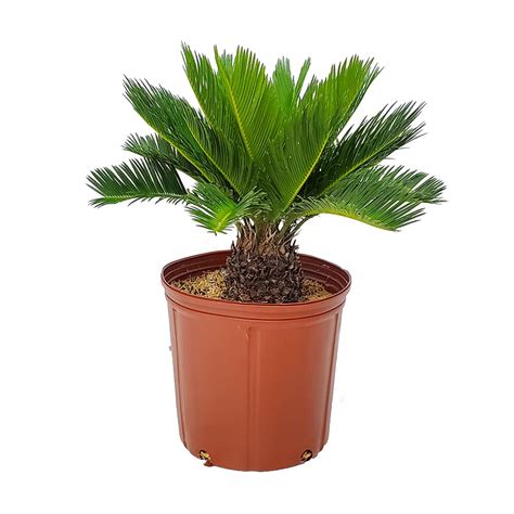 Buy Sago Palm Tree Cycas Revoluta Overall Height 16 To 22