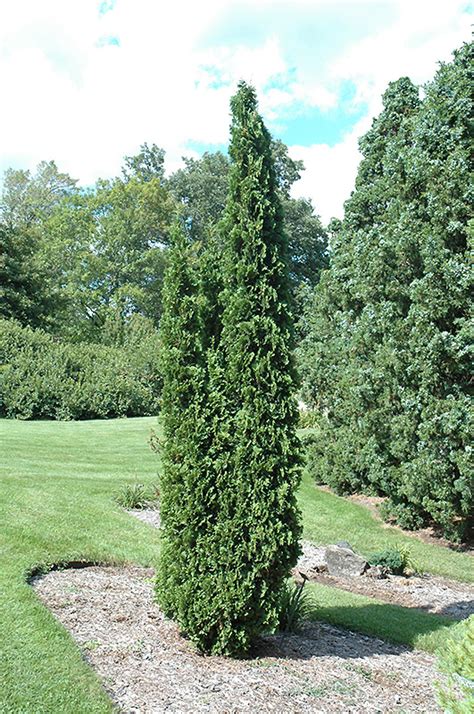 Degroot's Spire Arborvitae (Thuja occidentalis 'Degroot's Spire') in Wilmette Chicago Evanston ...