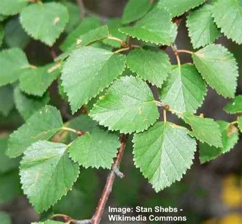 Types of Birch Tree Leaves — Identification Guide With Pictures