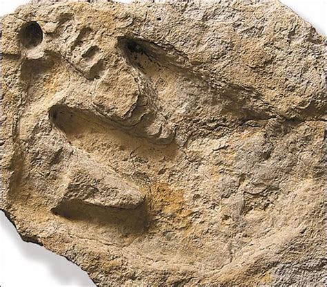 The Delk Dinosaur And Human Footprint Fossil As Can Be Seen In The