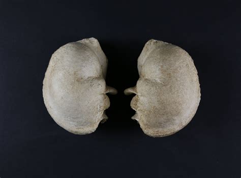 Two Bone Whales Inner Ears Two Bone Whales Inner Ears 19th Century