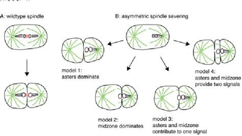 Asters Mitosis