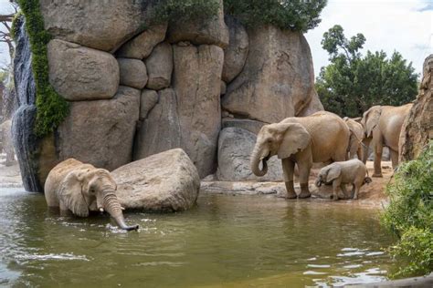 Bioparc València sede del congreso internacional más importante sobre