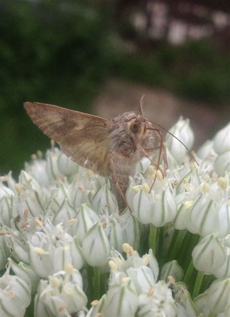 Moth On Leek Flower Moth Flowers Leeks