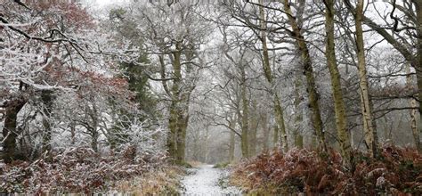 Winter wildlife spotting | Heart of England Forest