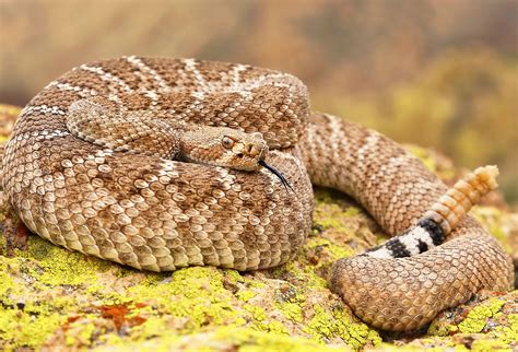 4 Venomous Snake Species Near Lake Mead WorldAtlas