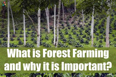 Best 4 Importance Of Forest Farming | The Lifesciences Magazine