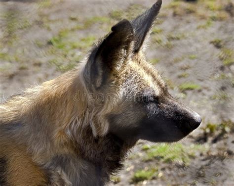 African hunting dog 3 stock image. Image of nature, spotted - 31638433