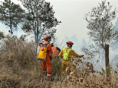 Más De 233 Mil Hectáreas De Bosque Afectadas Por Incendios Forestales