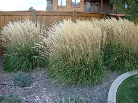 Karl Foerster S Feather Reed Grass Calamagrostis X Acutiflora Karl Foerster Feather Reed