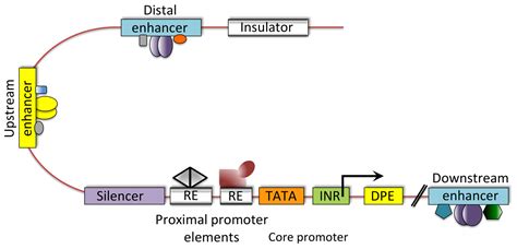 Transcriptional Regulation Of Gene Expression In C Elegans