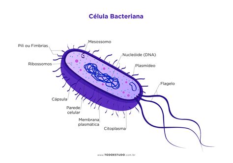 C Lula Bacteriana Conhe A As Estutrutas Que Comp Em Esse Tipo Celular