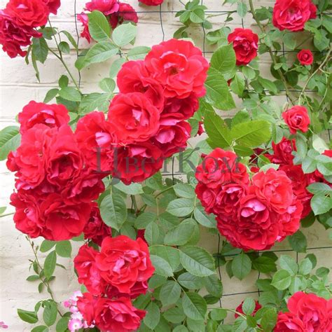 Роза Фламентанц (плетистая) Rose Flammentanz оптом: купить в Москве от ...