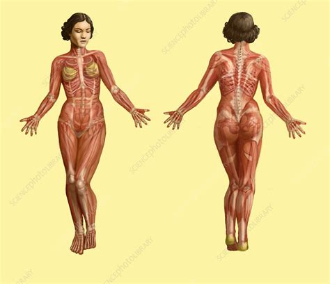 Human Muscular System Illustration Stock Image C027 6251 Science