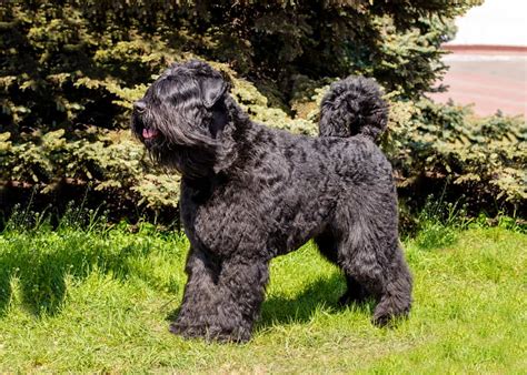 Bouvier des Flandres im Rassenporträt mit Bildern Infos