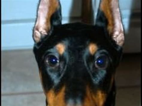 Doberman Ear Cropping Types