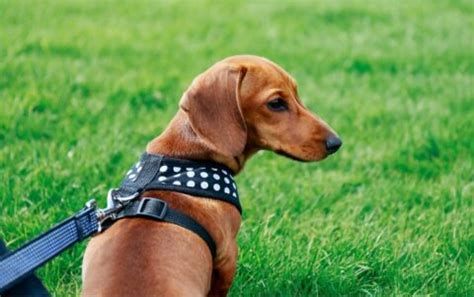 The Best Dachshund Harnesses for Safety and Comfort on Walks ...