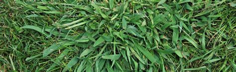 Crabgrass in the Lawn :: Melinda Myers