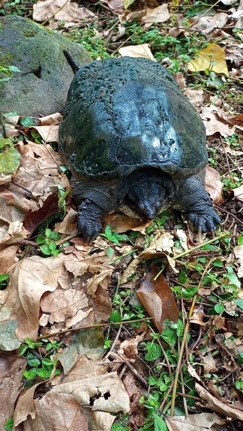 South American Snapping Turtle In October By Marco Acu A Inaturalist