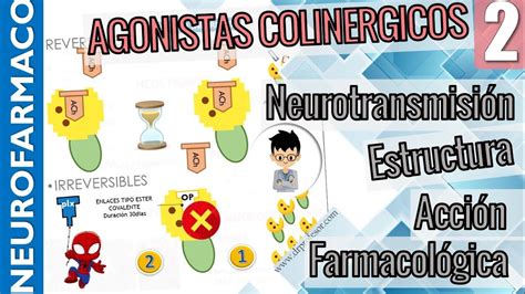 Agonistas Colin Rgicos Estructura Efecto Farmacol Gico Mecanismos