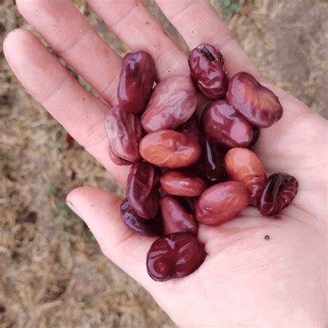 Gu A Para El Cultivo De Habas Asociaci N La Troje