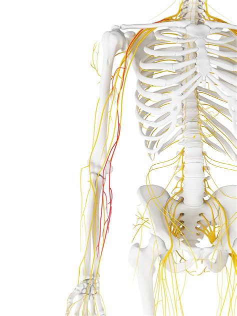 Medial Cutaneous Nerve of the Forearm - Course - TeachMeAnatomy