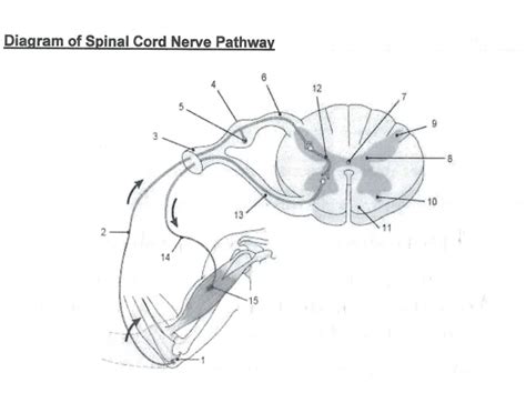 diagram of spinal cord nerve pathway Quiz