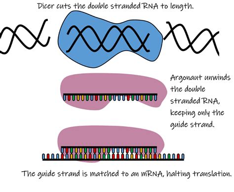 Rna Interference Rnai Dnadots By Minipcr