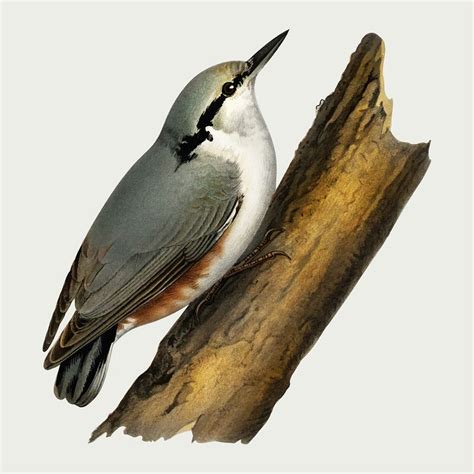 Vector Nuthatch Bird Hand Drawn Premium Vector Illustration Rawpixel