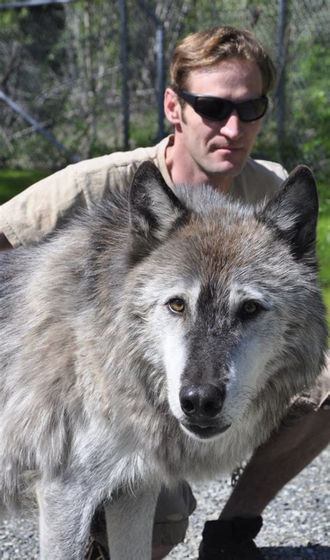 Wildlife Wednesday Kenai Peninsula Chapter Wolves A Natural And