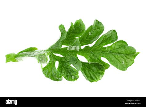 Watermelon Leaf Hi Res Stock Photography And Images Alamy