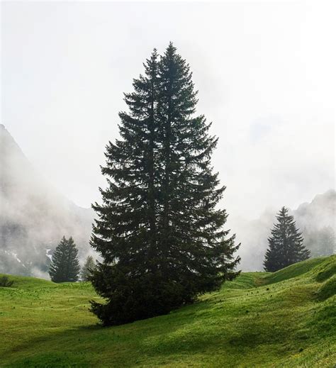 Flora Landscape Alpine - Free photo on Pixabay - Pixabay