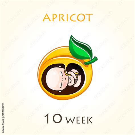 Stages of development of pregnancy, the size of the embryo for weeks ...