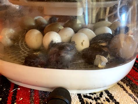 How To Hatch Your Own Chicks In An Incubator Green Willow Homestead