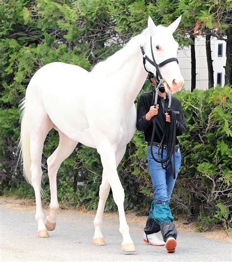 ソダシ 21日函館競馬場入り 須貝師「リフレッシュしている感じ」 競馬ニュース Netkeiba